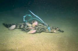 Makhluk Laut Ini Buat Ilmuwan Heran, Bisa Habiskan Buaya Hingga Tersisa Tulang