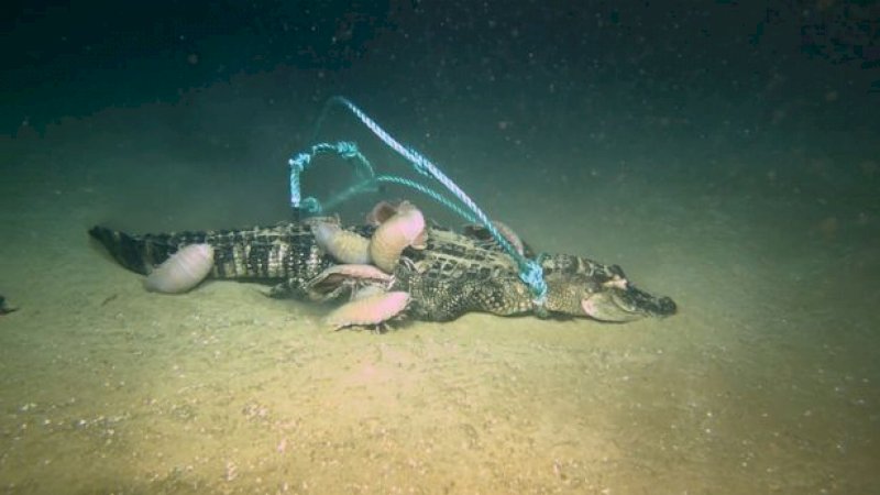 Makhluk Laut Ini Buat Ilmuwan Heran, Bisa Habiskan Buaya Hingga Tersisa Tulang