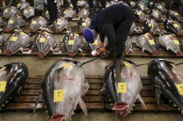 Pemerintah Larang Ikan China Masuk ke Indonesia untuk Cegah Virus Corona Masuk