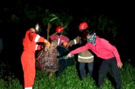 Sejak Januari 2020, Ada 20 Sarang Tawon Ganggu Warga di Gowa