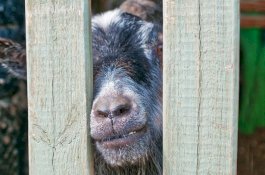 Polisi Coba Selamatkan Anak yang Menjerit di Hutan, Ternyata Bukan Manusia