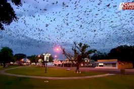 Ribuan Kelelawar Serbu Kota, Orang-orang Terkurung di Rumah