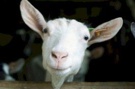 Warga Dengar Suara Anak Berteriak, Polisi Gelar Operasi Tapi Hasilnya Bikin Ketawa