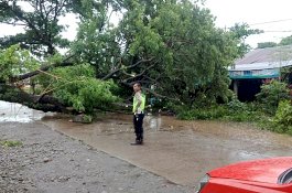 Pohon Tumbang Melintang Jalan Jelang Salat Jumat di Gowa