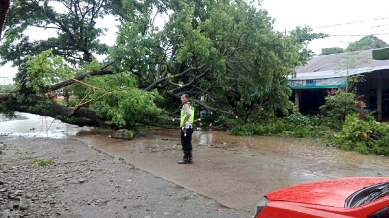 Pohon tumbang di Pakkatto, Gowa, Jumat (7/2/2020).