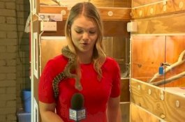 Reporter ini Dipuji Karena Tetap Bekerja Profesional Saat Mik-nya Dipatuk Ular