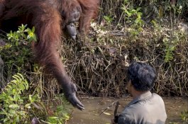 Foto Menyentuh, Orangutan Ulurkan Tangan untuk Menolong Pria yang Berdiri di Air