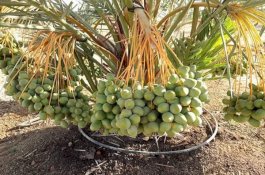 Ilmuwan Israel Berhasil Tumbuhkan Pohon Kurma dari Biji Zaman Nabi Isa