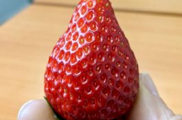 Stroberi Ini Harganya Rp134 Ribu per Buah, Apa Istimewanya?