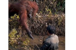 Tertangkap Kamera Hendak Tolong Pria dari Air, Uluran Tangan Orang Utan Malah Ditolak