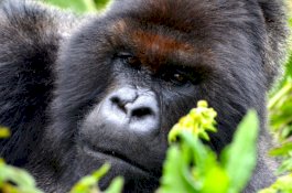 4 Gorila Gunung yang Terancam Punah Mati Akibat Disambar Petir