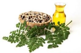 Minyak Kelor, Baik untuk Kecantikan Kulit dan Juga Kesehatan Tubuh