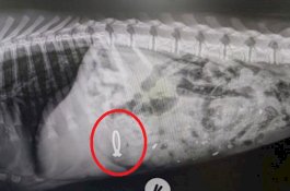 Anjing Telan Cincin Tunangan Tuannya, Dokter Keluarkan dengan Obat Gurah