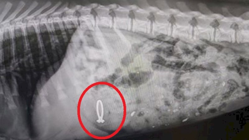 Cincin tunangan yang berada di perut anjing.