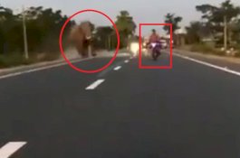 Terobos Barikade Polisi Hutan, Pria Pengendara Motor Ini Nyaris Mati Ditabrak Gajah