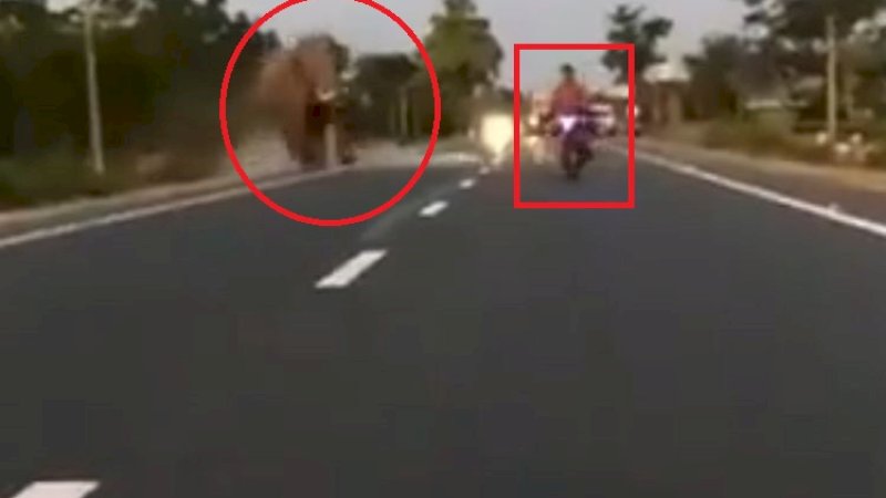Terobos Barikade Polisi Hutan, Pria Pengendara Motor Ini Nyaris Mati Ditabrak Gajah