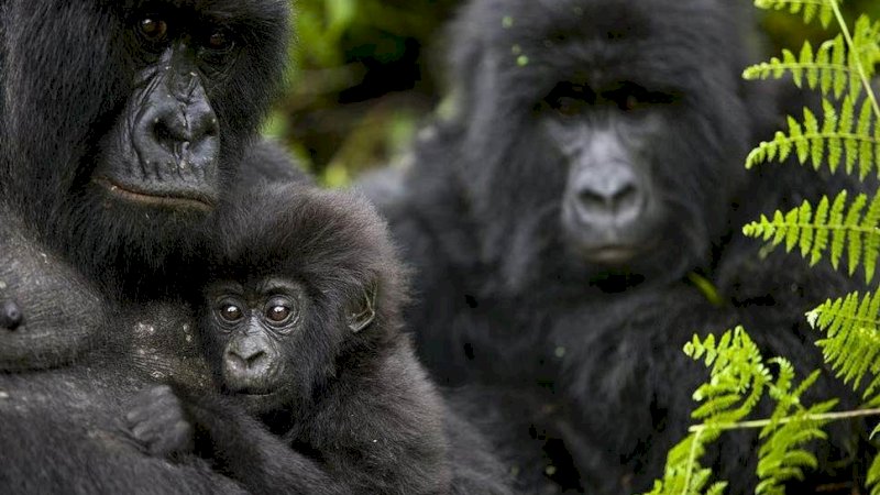 Gorila Langka Tewas Tersambar Petir di Uganda