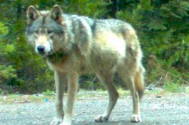 Serigala Kesepian Mati Setelah Berjalan 14.000 Km untuk Cari Pasangan