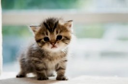 Waspada, Ini Bahaya Bulu Kucing