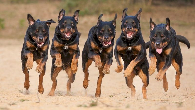 5 Anjing Makan Wajah Pemiliknya Usai Terjatuh dari Tangga