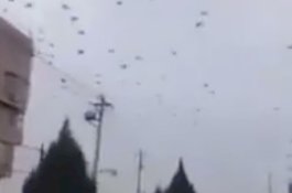 Ribuan Burung Gagak Serbu Wuhan, Diduga Berburu Mayat Korban Virus Corona