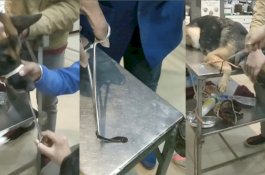 Anjing Nyaris Mati Usai Kemasukan Lintah di Hidung, Darahnya Diisap Sampai 5 Hari