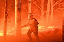 Lebih 100 Spesies Hewan di Australia Butuh Bantuan Darurat