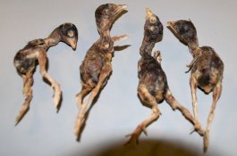 Petugas Bea Cukai AS Sita Satu Tas Burung Mati dari Bagasi Penumpang China