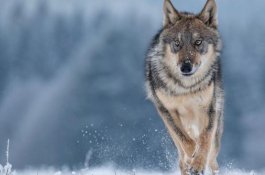 Berjalan 14 Ribu Km Mencari Pasangan, Serigala Ini Ditemukan Mati