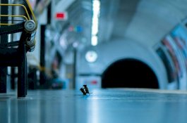 Foto Tikus Bertengkar di Stasiun Kereta Bawah Tanah Sabet Penghargaan Bergengsi