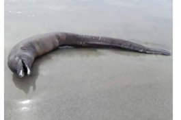 Mengerikan, Makhluk Aneh Tanpa Mata di Pantai Meksiko