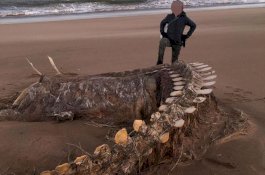 Kerangka 'Monster' yang Terdampar di Pantai Ini Bikin Heboh Warga Skotlandia
