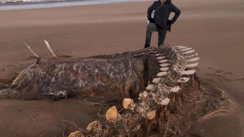 Kerangka 'Monster' yang Terdampar di Pantai Ini Bikin Heboh Warga Skotlandia