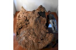 Cangkang Kura-kura Seukuran Mobil Ditemukan di Amerika Selatan