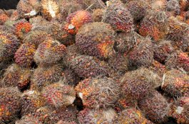 Wapres Minta Mentan SYL Pacu Peremajaan Sawit Rakyat