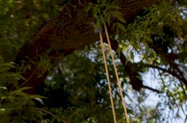 Pengantin Baru Hilang, Keesokan Harinya Ditemukan Tewas Tergantung di Pohon