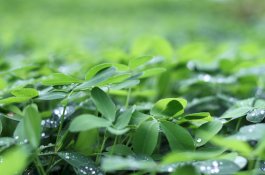 Kuncinya Makan Daun dan Kayu, Pria Ini Tak Pernah Sakit selama 25 Tahun