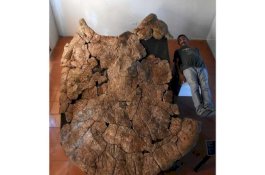 Diperkirakan Hidup 13 Juta Tahun Lalu, Fosil Kura-kura Raksasa Ini Seukuran Mobil