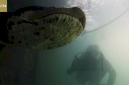 Bikin Merinding! Dua Penyelam Ketemu Anaconda Raksasa, Ini Videonya