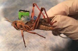 Ilmuwan AS Latih Belalang Cyborg untuk Mengendus Bom