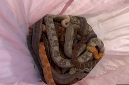 Bikin Takut, Ada 16 Ular Ditemukan dalam Sarung Bantal