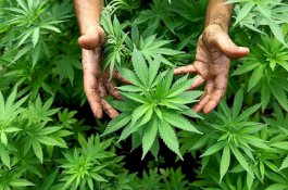 Usai Konsumsi Ganja, Guru Wanita Ajak Siswanya Tidur Bareng