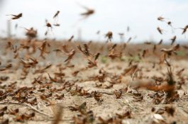 China Kerahkan 100.000 Bebek ke Perbatasan untuk Perangi Belalang dari Afrika