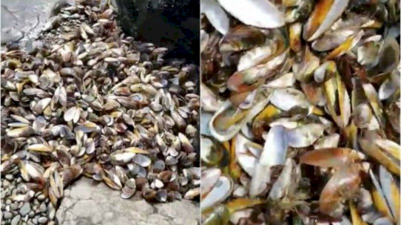 Setengah Juta Kerang Ditemukan Mati di Selandia Baru Akibat Pemanasan Global