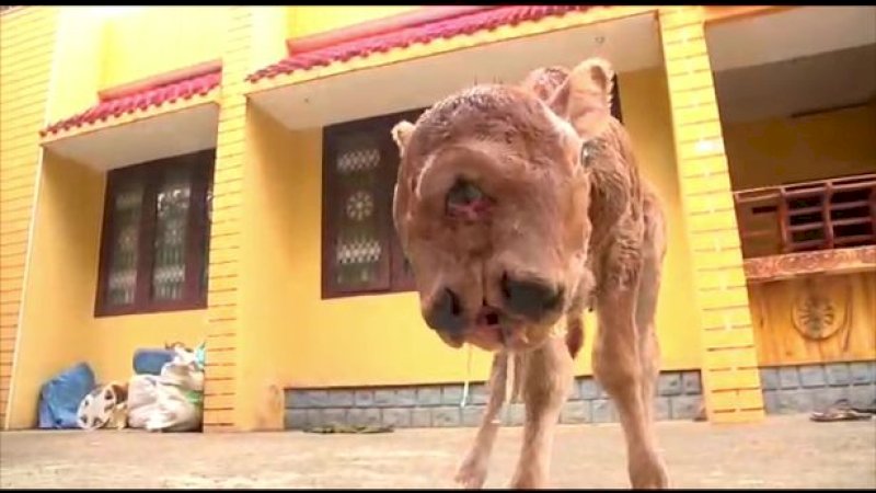 Anak Sapi Lahir dengan Dua Wajah, Peternakan Ini Mendadak Jadi Lokasi Wisata