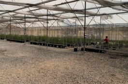 Universitas di Thailand Segera Mulai Penelitian Ganja Medis