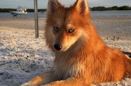 Orang-orang Bingung untuk Menentukan Apakah Hewan ini Rubah atau Anjing