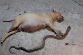 Lagi Hamil Tua, Anjing ini Mati Demi Menyelamatkan Pemiliknya dari Ular Kobra