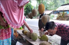 Unik, Lihat Cara Tomy Satria Memilih Durian Matang dan Manis