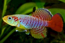 Manusia Bisa Hidup Hingga 400 Tahun, Kuncinya Ada Pada Ikan yang Bisa Hidup di Luar Air